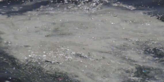 İzmit Körfezi’ndeki beyaz tabakanın nedeni belli oldu!