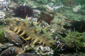 Japon deniz hıyarı