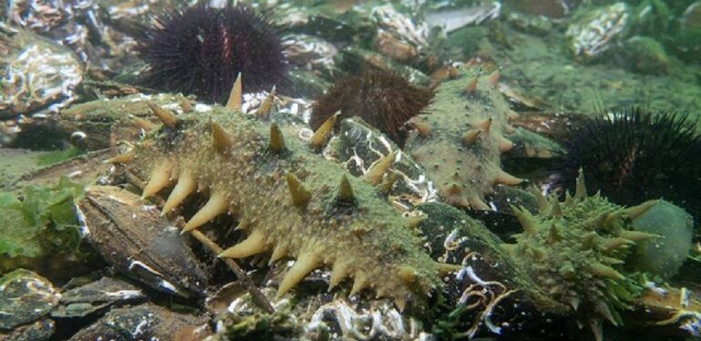 Denizlerin doğal temizleyicisi “Japon deniz hıyarı”nın İzmit Körfezi’ndeki popülasyonu artıyor