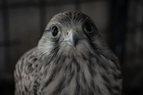 Kara yolunun kenarında bulunan kerkenezler koruma altına alındı