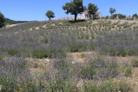 Karabük'te lavanta bahçeleri çiçek açtı
