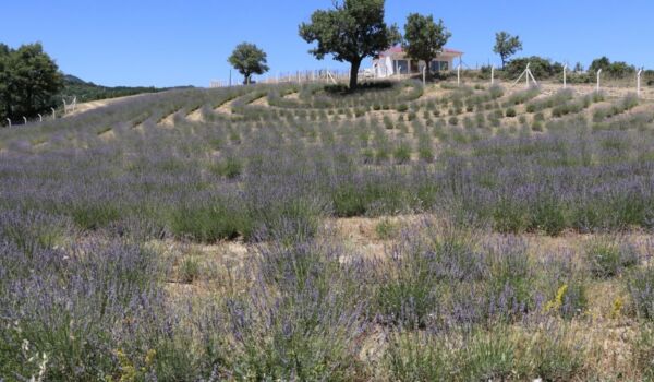 Karabük'te lavanta bahçeleri çiçek açtı
