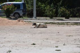 Karantinaya neden olan köpeğin testi negatif çıktı