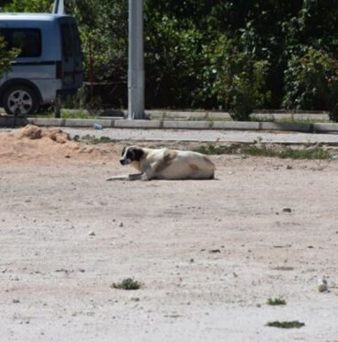 Karantinaya neden olan köpeğin testi negatif çıktı