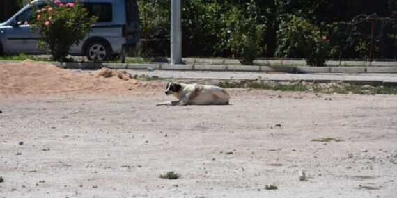 Karantinaya neden olan köpeğin testi negatif çıktı!