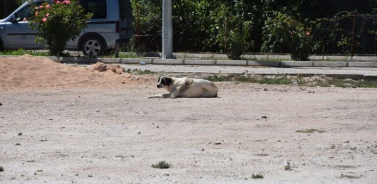Karantinaya neden olan köpeğin testi negatif çıktı