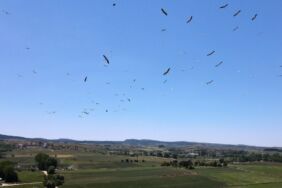 Kastamonu'da leyleklerin dansı görüntülendi