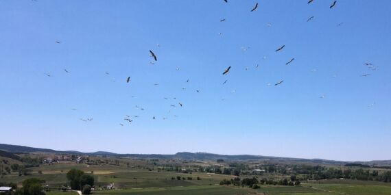 Kastamonu’da “leyleklerin dansı” görüntülendi