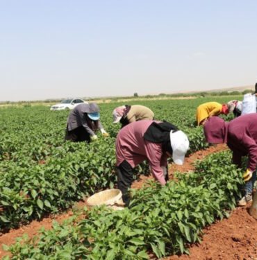 Kilis'te kavurucu sıcak altında hasadı başladı Kilosu 5 kat arttı