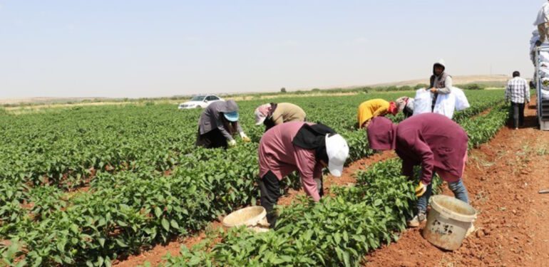 Kilis'te kavurucu sıcak altında hasadı başladı Kilosu 5 kat arttı
