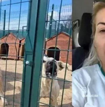 'Köpekvelisi' hesabının sahibi Buket Özgünlü'ye tahliye