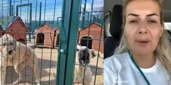 ‘Köpekvelisi’ hesabının sahibi Buket Özgünlü’ye tahliye!