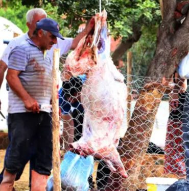 Kurban kesenler dikkat! 'Strese bağlı bozulma olabilir'