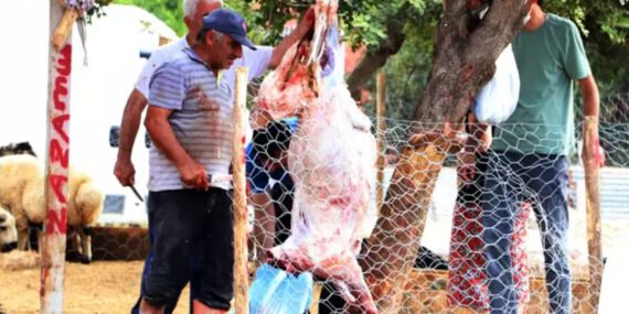 Kurban kesenler dikkat! ‘Strese bağlı bozulma olabilir’