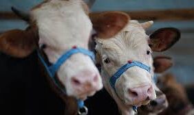 Kurban pazarında IBAN dönemi