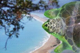 Küresel ısınma carettaların yaşam alanlarını değiştiriyor İztuzu'nda yeni yuvalar ve Tuba'nın hikayesi