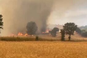 Manisa'da orman yangını!