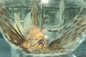 Marmara Denizi'nde büyük tehlike! Şimdi daha fazla