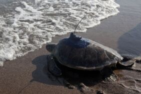 Mersin'de yeşil deniz kaplumbağalarının uydu yolculuğu başladı