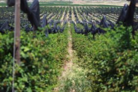 Siirt'te hasat resmen başladı Kilosu 30 dolar!