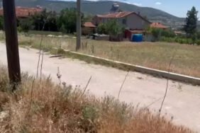 Silahlı saldırgan o bitki sayesinde yakalandı