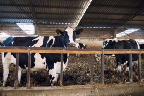 Sokakta kurban kesimi için istenen cezalar belli oldu