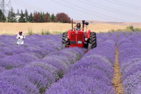 Tekirdağ lavanta turizminde atağa geçti