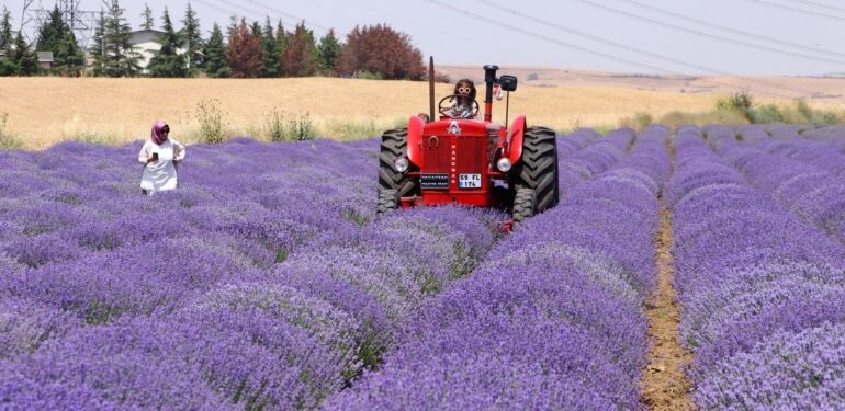 Tekirdağ lavanta turizminde atağa geçti