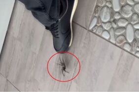 Türkiye'de Orta Doğu tarantulası görüldü