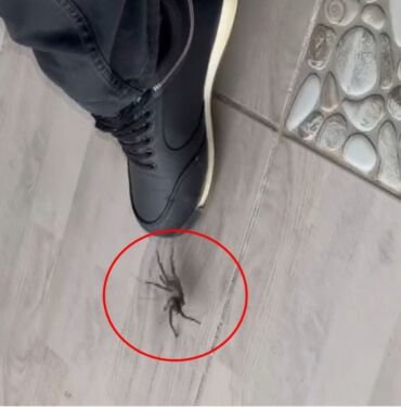 Türkiye'de Orta Doğu tarantulası görüldü