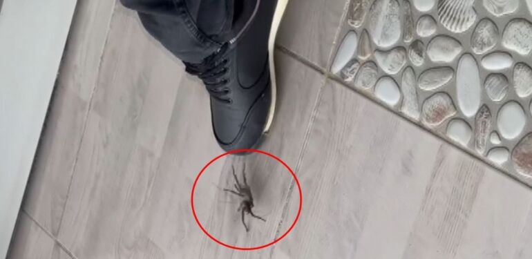 Türkiye'de Orta Doğu tarantulası görüldü