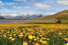 Van'da yaylalar sarı çiçeklerle kaplandı