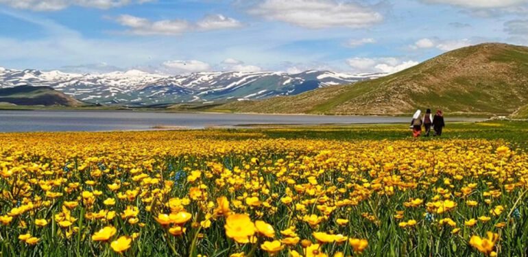 Van'da yaylalar sarı çiçeklerle kaplandı