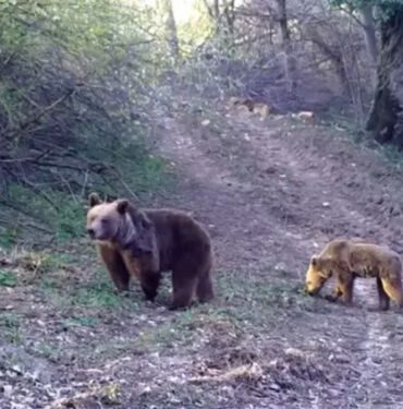 Yaban hayvanları fotokapanlarla görüntülendi