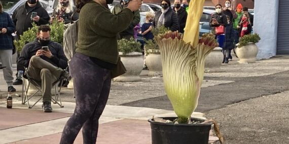Kraliyet Botanik Bahçesi’nde ‘ceset çiçeği’ açtı!