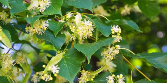 Ihlamurun faydaları nelerdir? Ihlamur nasıl toplanır?