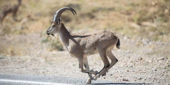 Yaralı yaban keçileri için alarm!