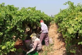 100 milyon dolar ihracat hedefleniyor! Osmanlı mutfağının gözdesi hasat için gün sayıyor.