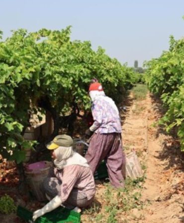 100 milyon dolar ihracat hedefleniyor! Osmanlı mutfağının gözdesi hasat için gün sayıyor.