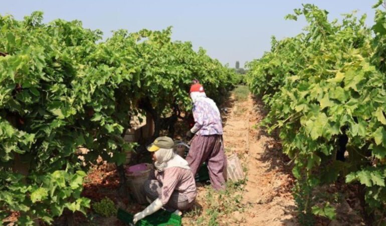 100 milyon dolar ihracat hedefleniyor! Osmanlı mutfağının gözdesi hasat için gün sayıyor.
