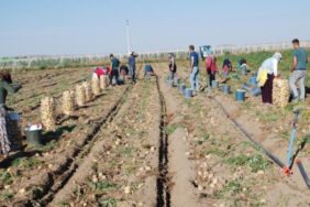 11 bin 720 dekar alanda yetişiyor Geçen yıla oranla üretimi yüzde 200 arttı!