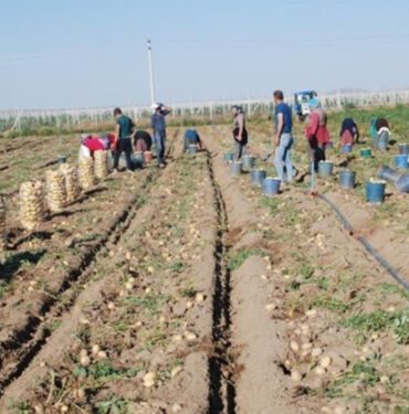 11 bin 720 dekar alanda yetişiyor Geçen yıla oranla üretimi yüzde 200 arttı!