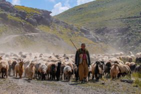 400 bin küçükbaş hayvanın yazlık cenneti Faraşin Yaylası
