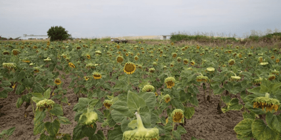 Edirne’de Valilik desteğiyle çerezlik ayçiçeği ve kabak çekirdeği üretim alanları genişletildi