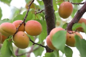 Ağrı Dağı eteklerindeki bahçede kayısı hasadı