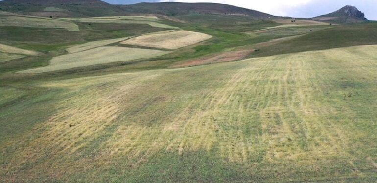 Ağrı’da dolunun tarım arazilerine verdiği zararın tespiti sürüyor