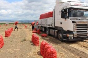 Amasya'da hasat vakti_ Bir haftada kilosu 12 TL'den 6 TL'ye düştü