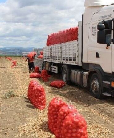 Amasya'da hasat vakti_ Bir haftada kilosu 12 TL'den 6 TL'ye düştü