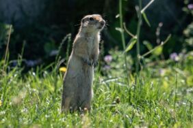 Anadolu topraklarının sevimli kemirgeni ''gelengi''