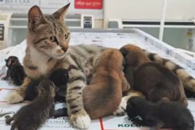 Anne kedi, kimsesiz köpek yavrularını sahiplendi...